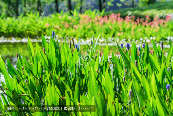 植物背景