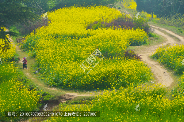 油菜花田