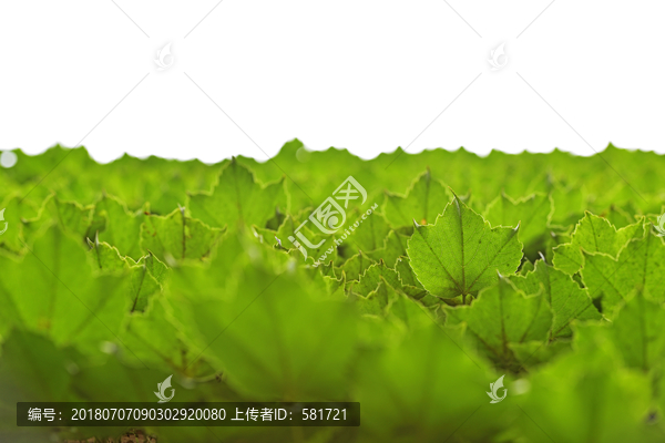 绿植墙