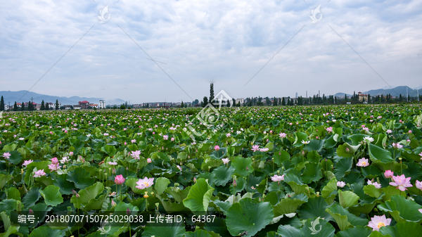 荷花风景画