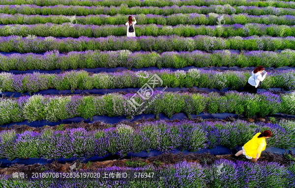 薰衣草庄园