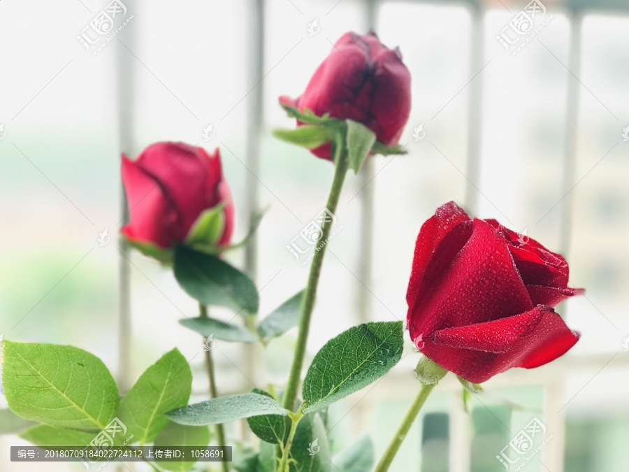 玫瑰花,红玫瑰