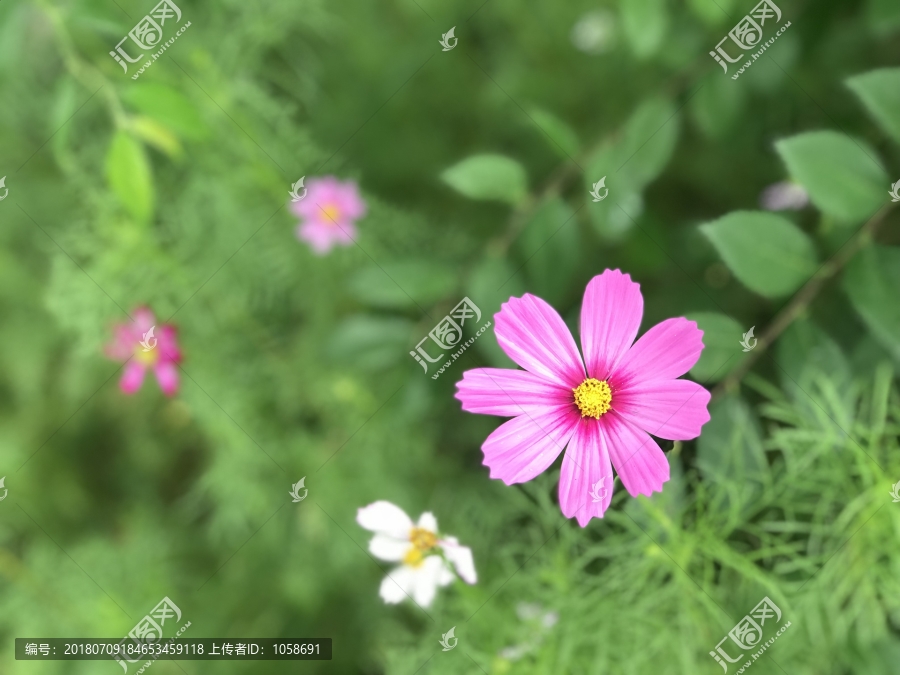 粉色小花朵,叶子,草地