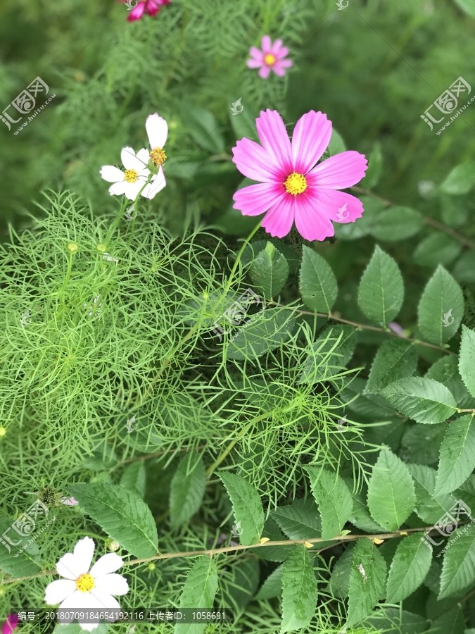 粉色小花,叶子,草地