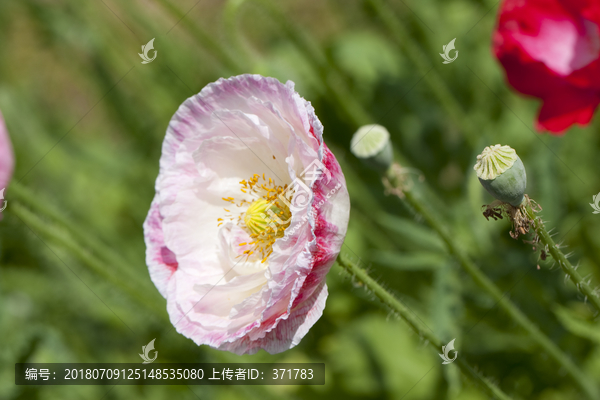 虞美人花和蜜蜂