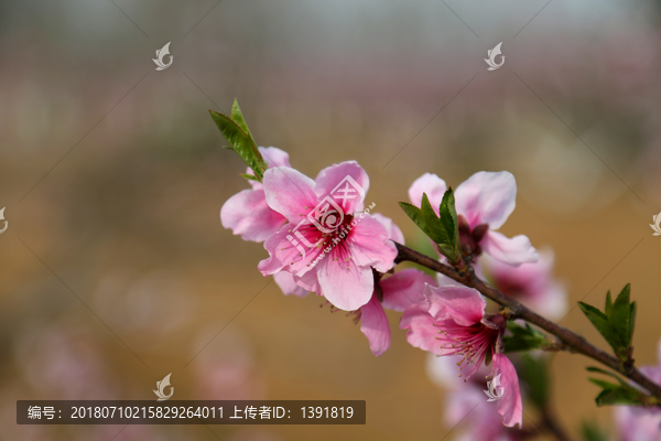 桃花特写