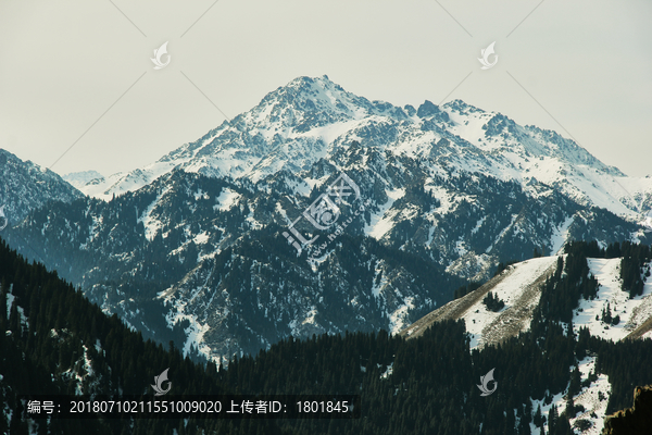 雪山云杉