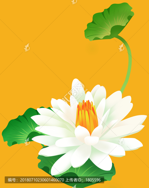 荷花插畫(huà)