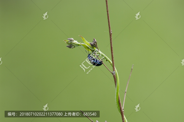 甲壳虫