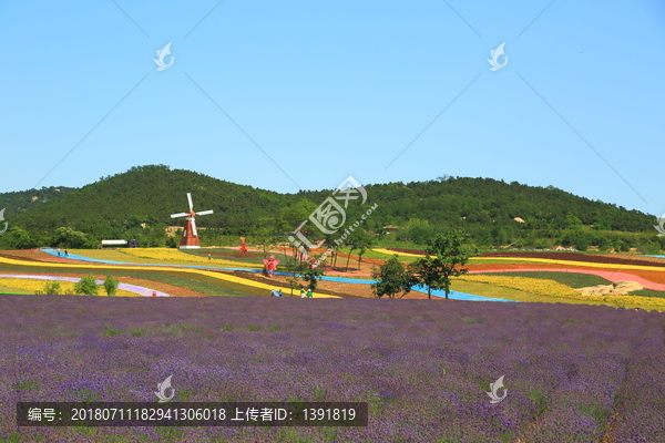 山东青岛西海岸生态观光园薰衣草