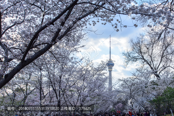 北京玉渊潭公园樱花中央电视塔
