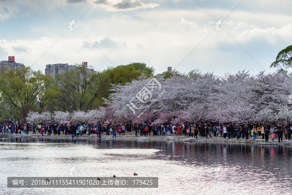 北京玉渊潭公园樱花游人