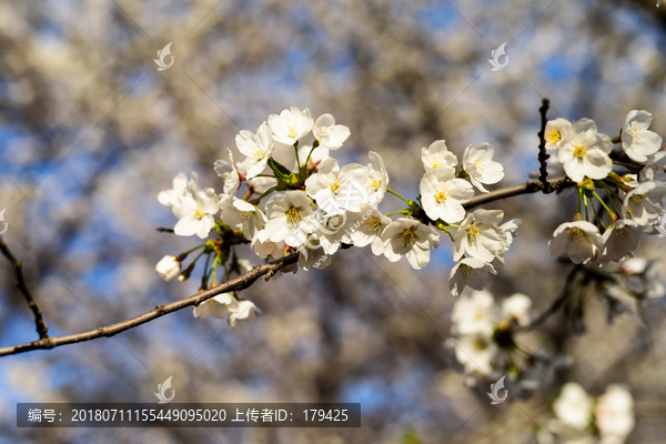 北京玉渊潭公园樱花