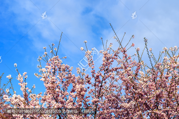 北京玉渊潭公园樱花