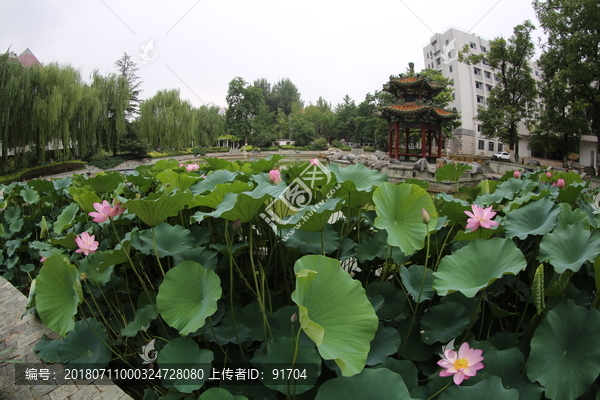 北交大明湖荷花