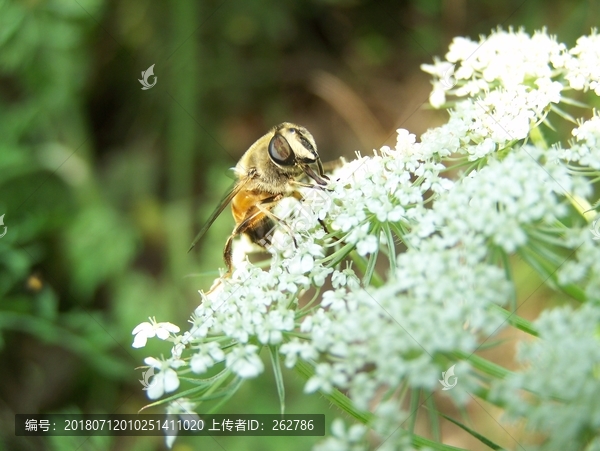 蜜蜂采蜜