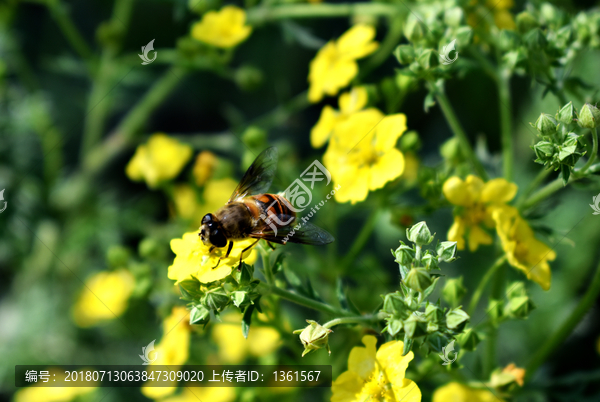 蜜蜂采蜜素材