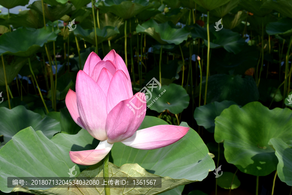 荷花特写素材