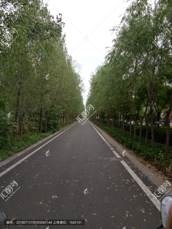 绿荫小路