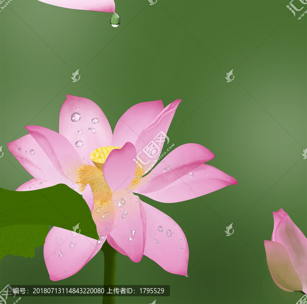 雨后的荷花