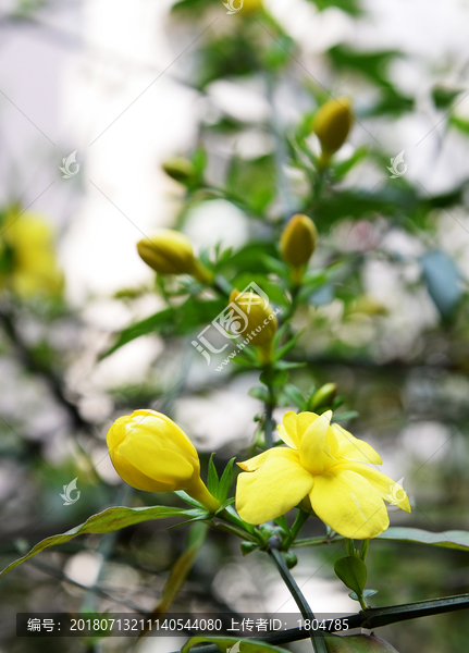 黄素馨花迎春花