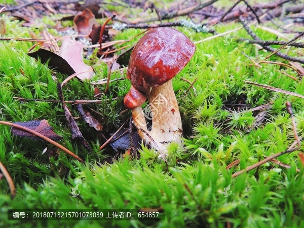 森林草地采红色野生蘑菇特写