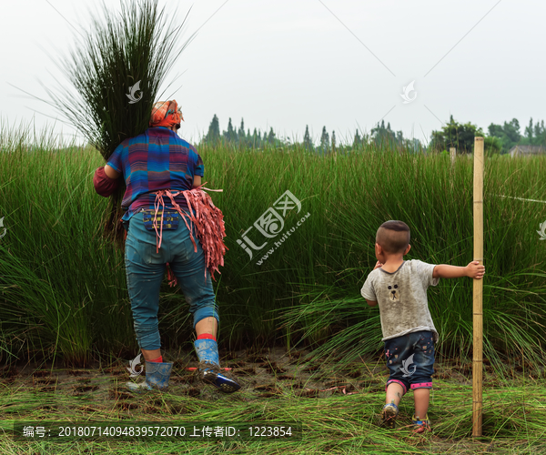 割蔺草的农民工