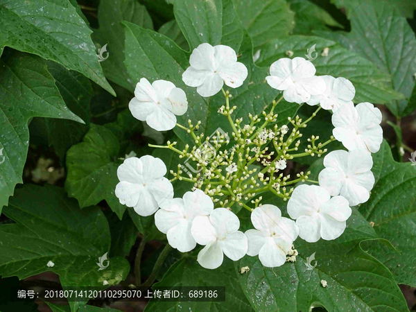 欧洲琼花