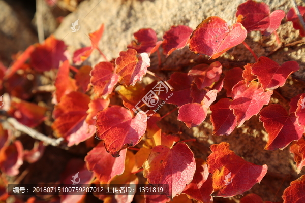 山东青岛崂山寨上秋色