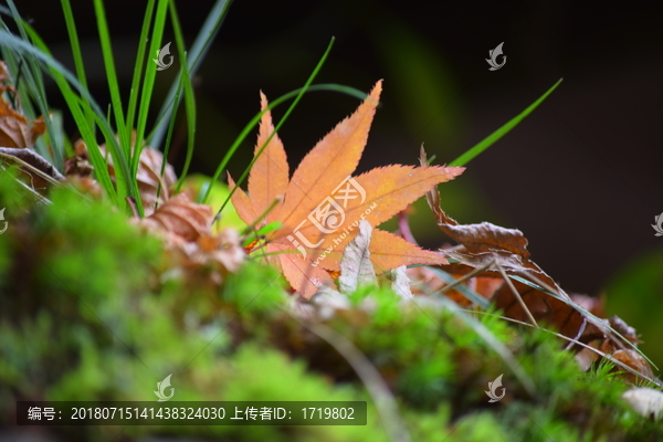 一抹黄叶