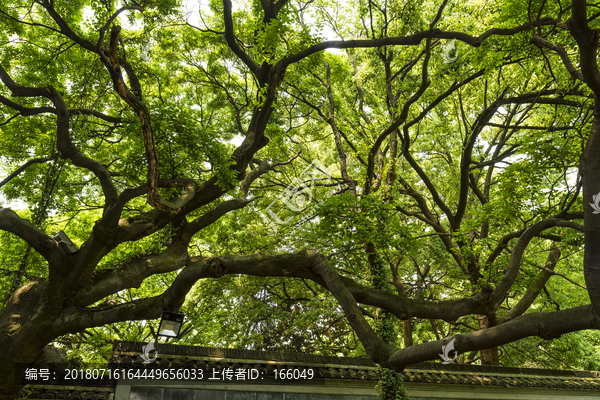 繁茂大树