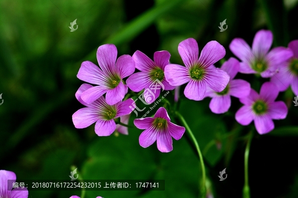 酢浆草