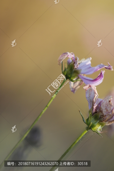 灿烂的格桑花