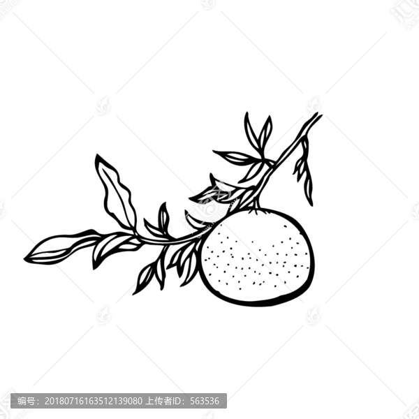 茶籽柑