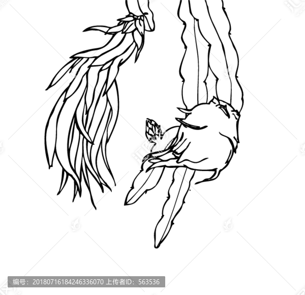 火龍果花