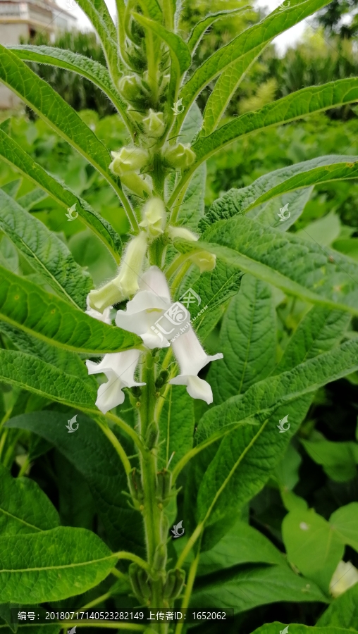 芝麻花