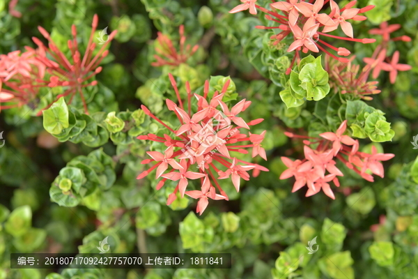 新加坡花园城市花卉红色花