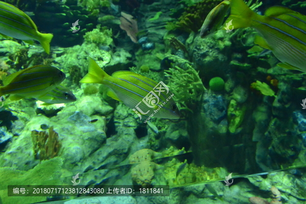 香港海洋游乐园海洋生物