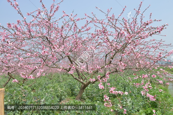 三月桃花开满园