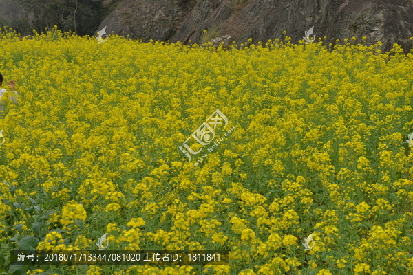 油菜花开