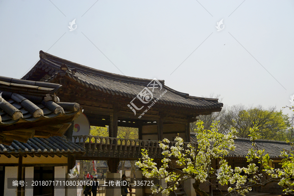 韩国龙驹衙门樱花春暖花开