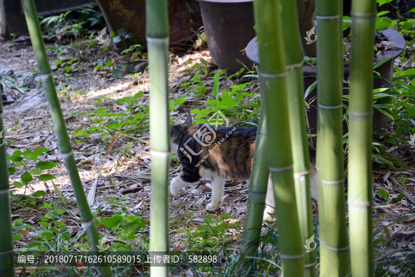 竹林猫咪