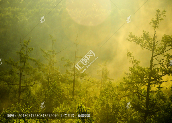 森林雾气