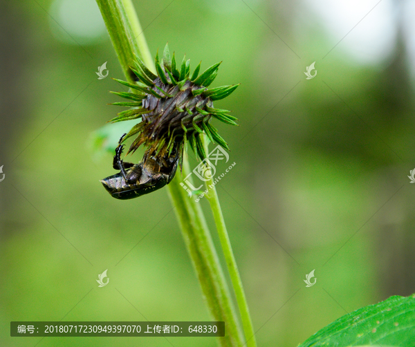 山牛蒡与昆虫