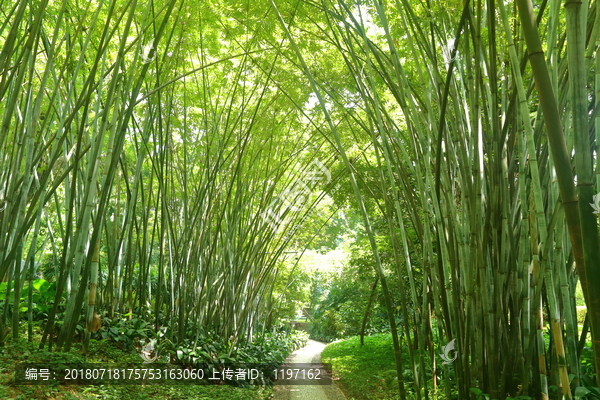 竹林小道