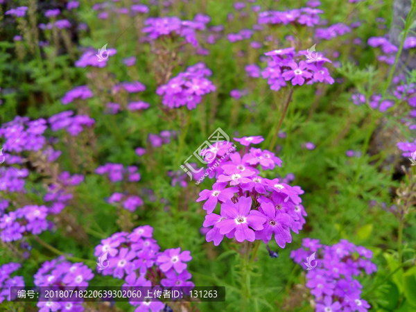 紫色柳叶马鞭草花圃