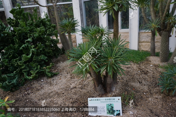 多肉植物