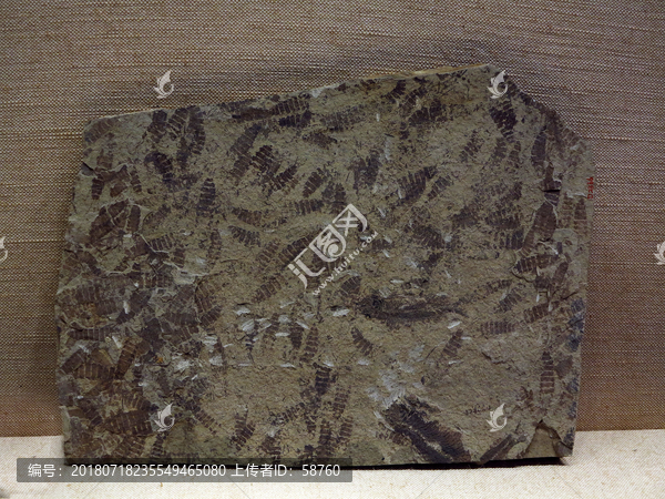 三尾类蜉蝣化石标本