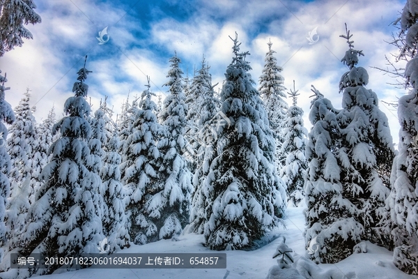 冬天雪地雪景树挂雾凇针叶林
