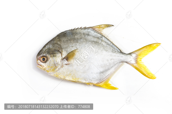 金鯧魚